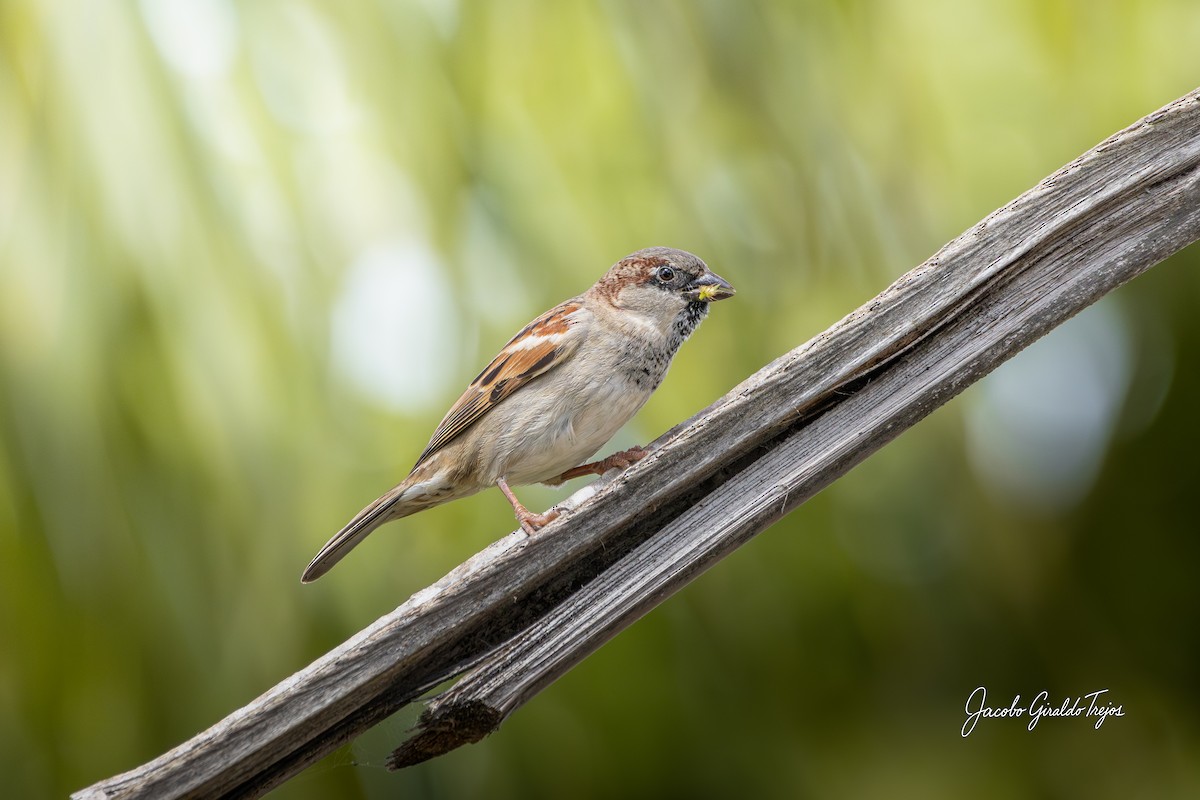 Passera oltremontana - ML647198876