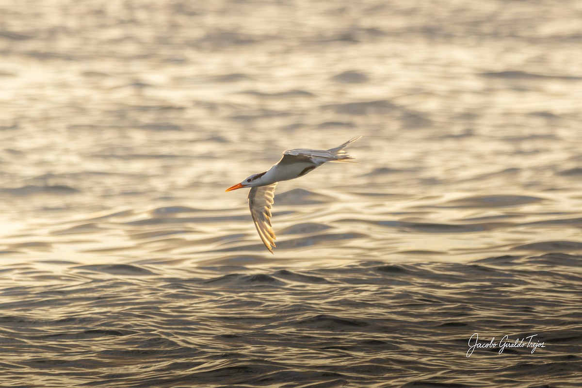 Royal Tern - ML647198877