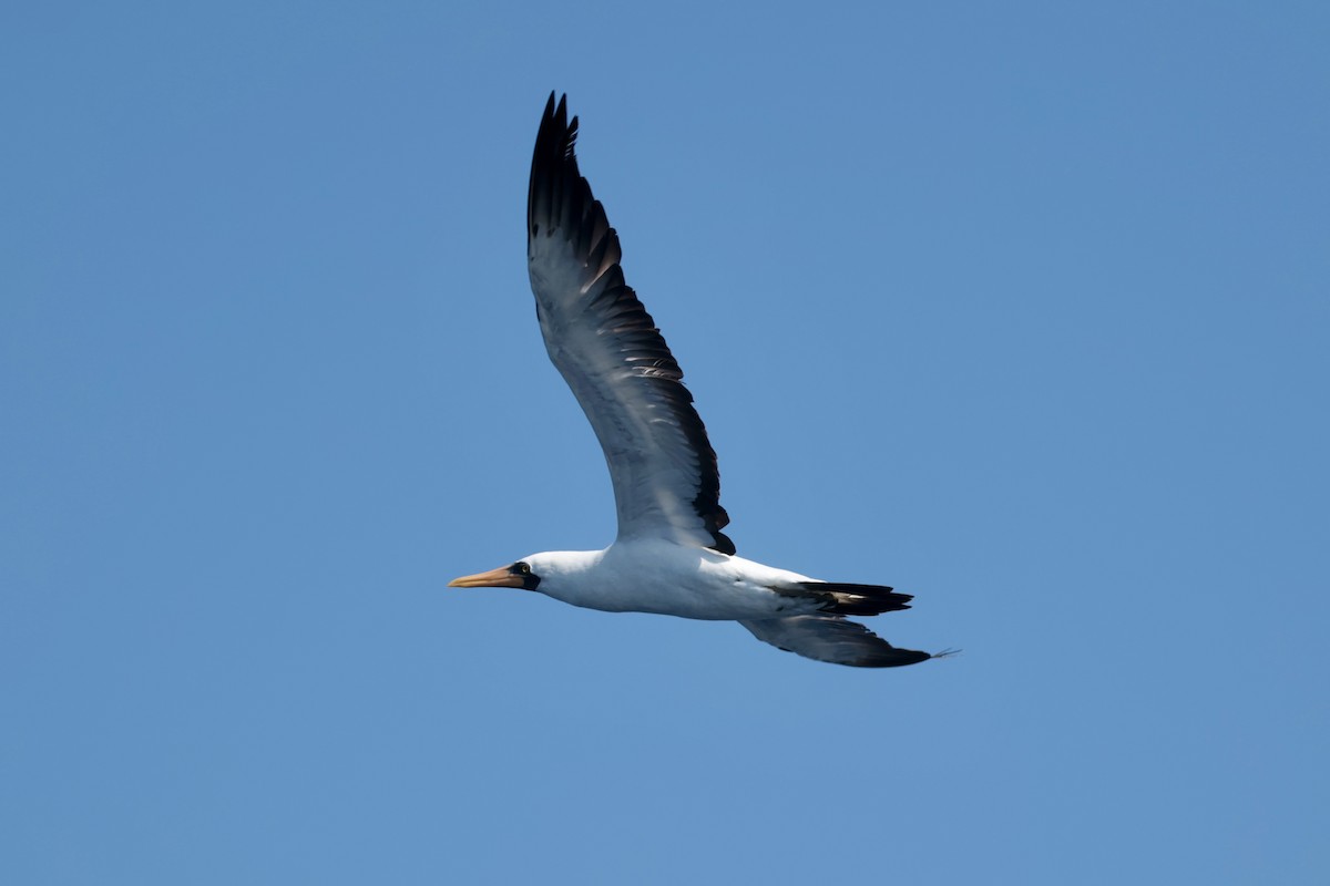 terej tichomořský - ML647198878