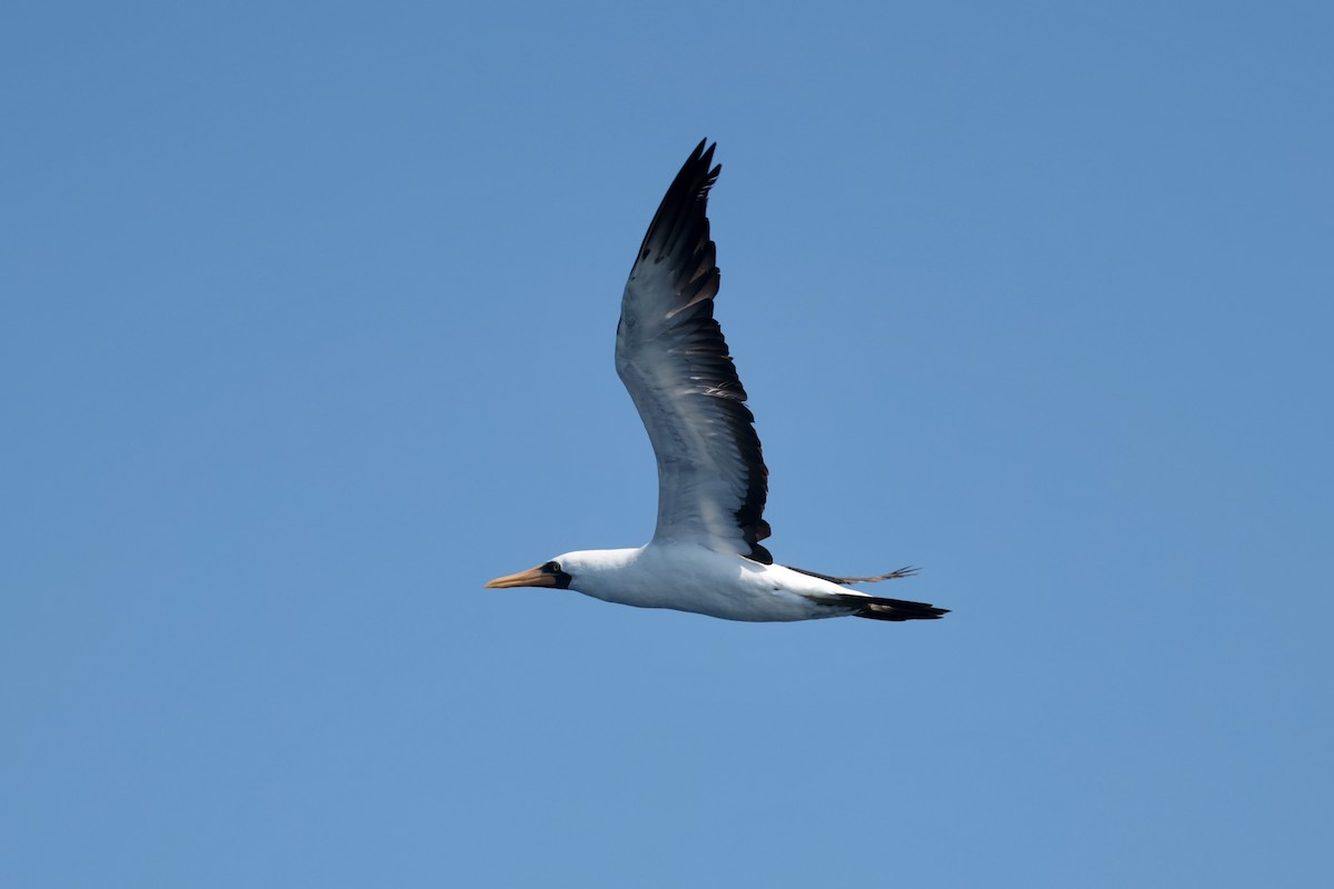 terej tichomořský - ML647198879