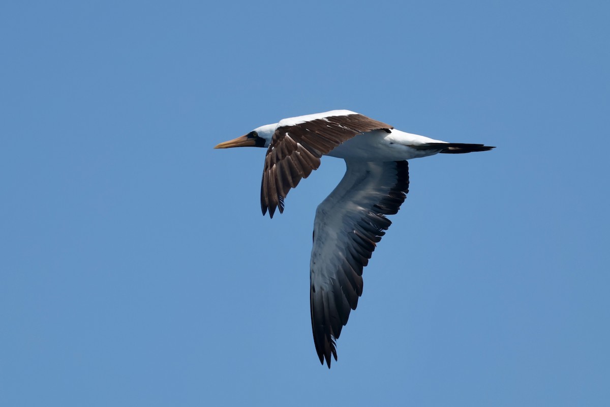 terej tichomořský - ML647198880