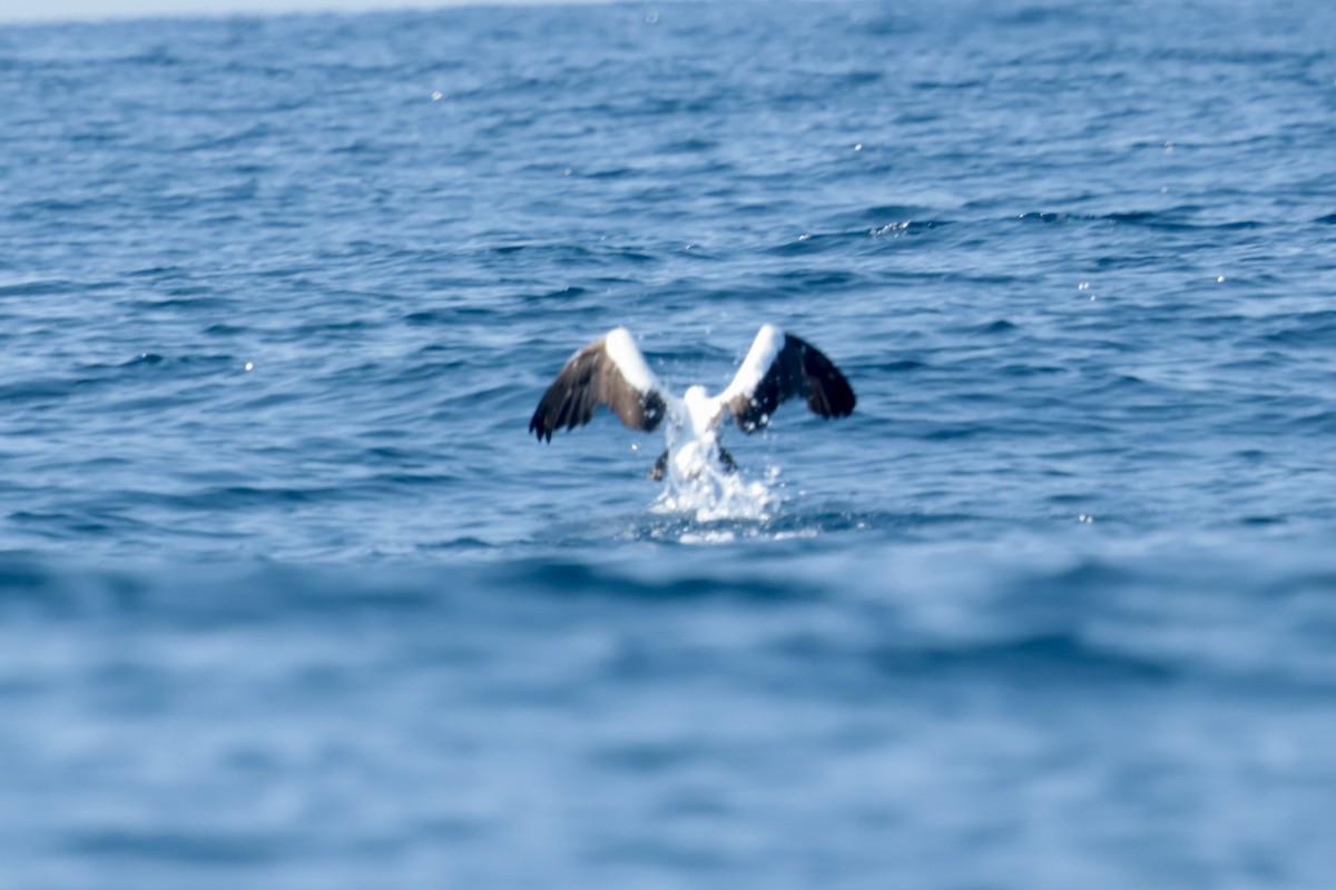 terej tichomořský - ML647198881