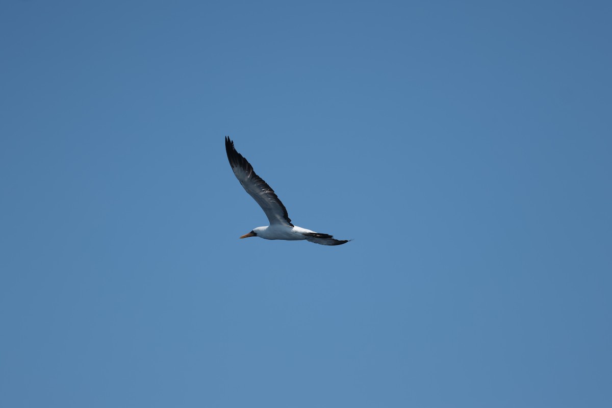 terej tichomořský - ML647198882