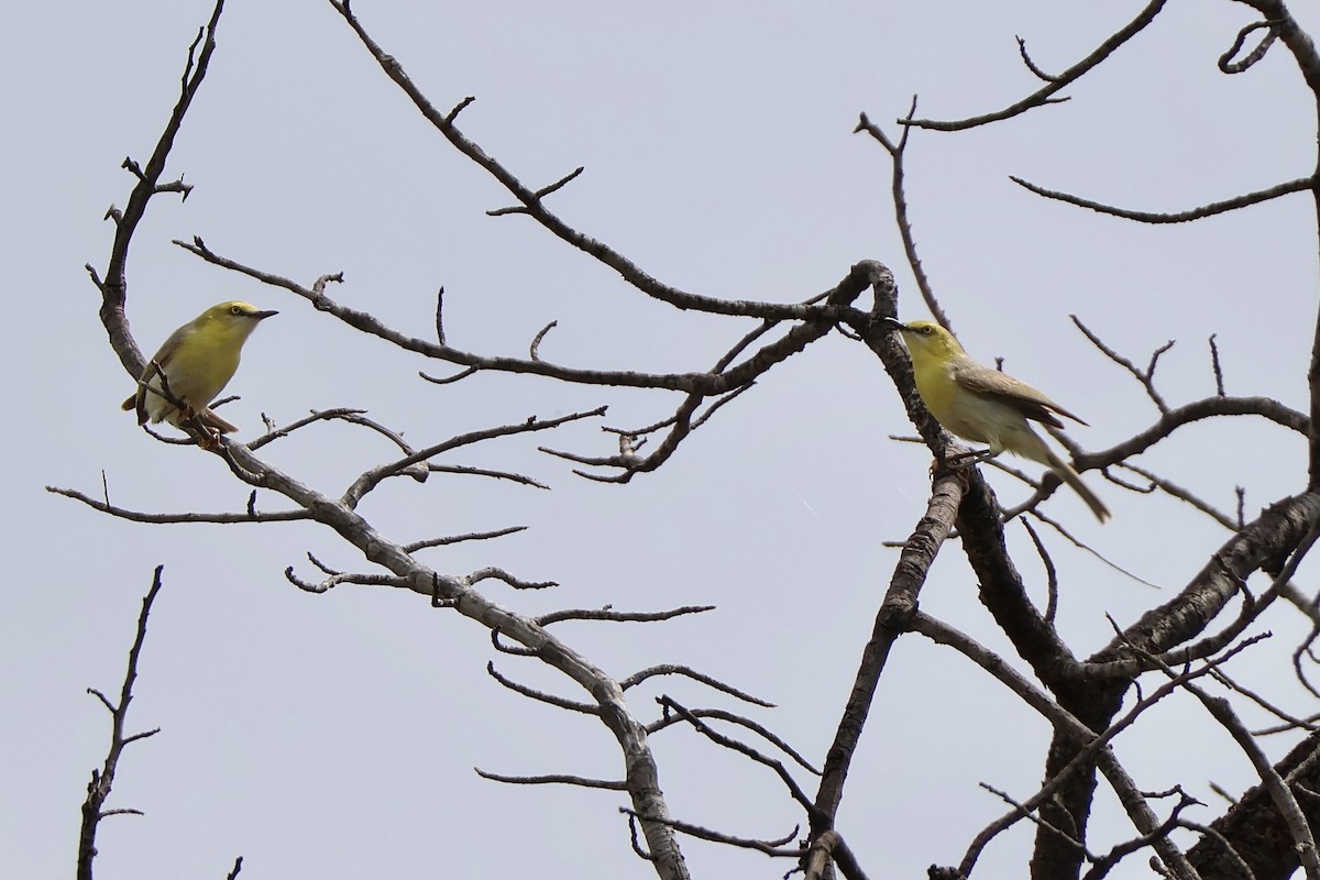 Green-capped Eremomela - ML647198885