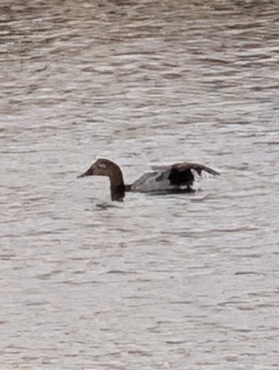 Canvasback - ML647198898