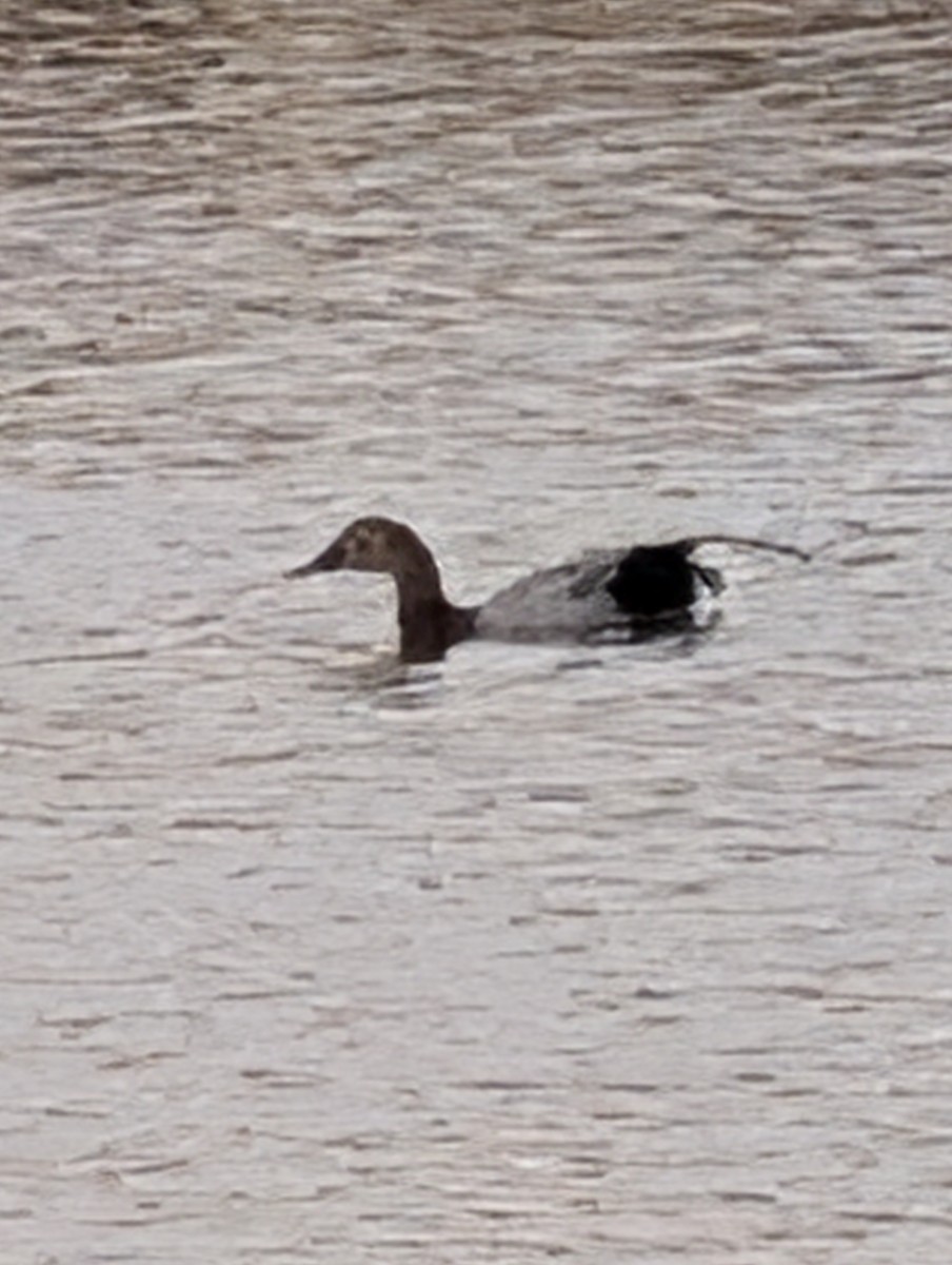 Canvasback - ML647198899