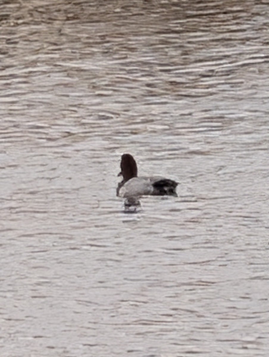 Canvasback - ML647198900