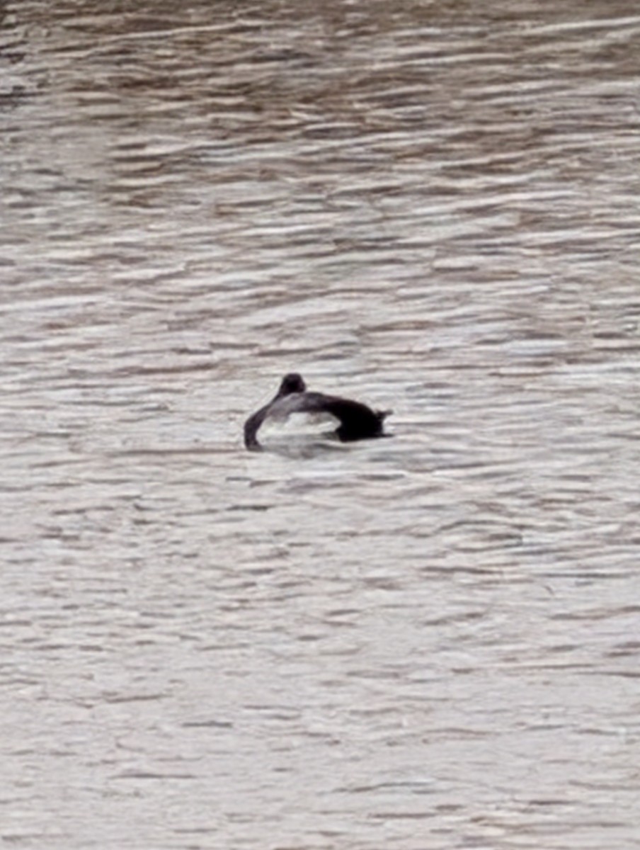 Canvasback - ML647198901