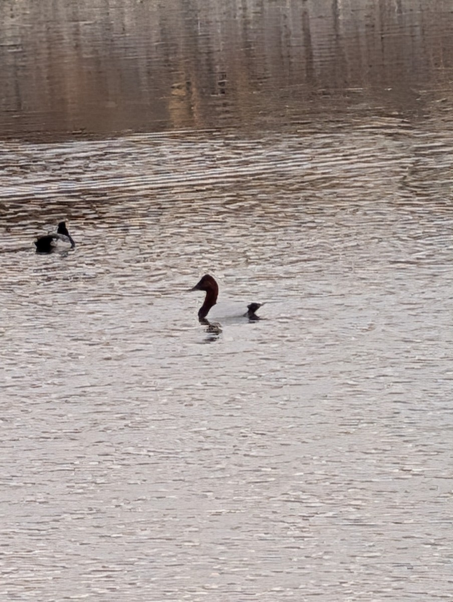 Canvasback - ML647198902