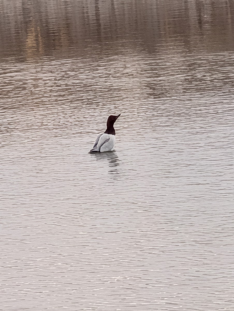 Canvasback - ML647198903