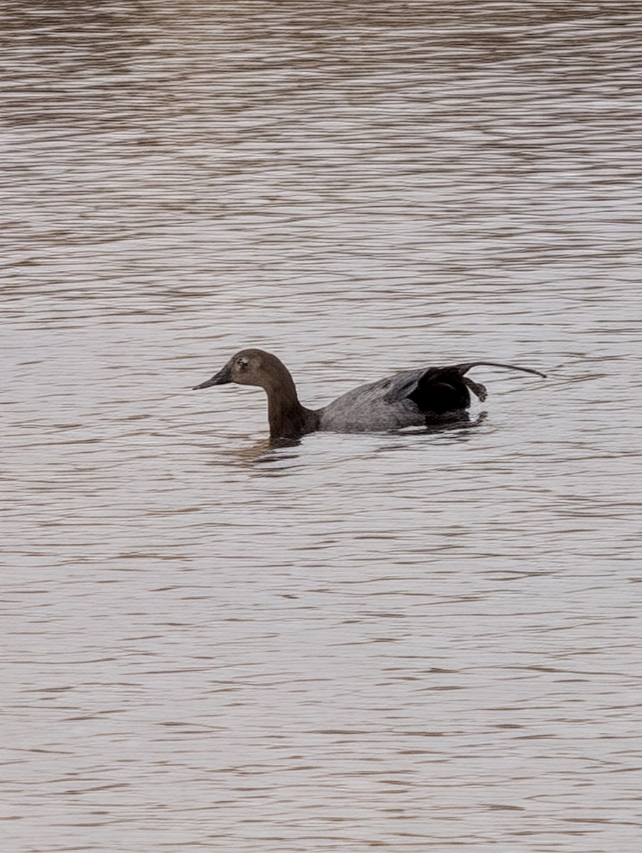 Canvasback - ML647198904