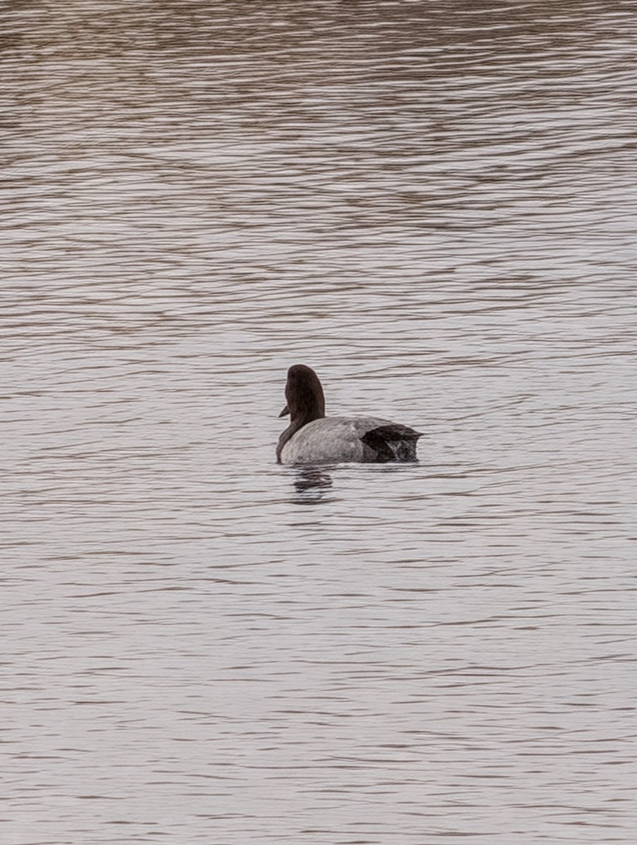 Canvasback - ML647198905