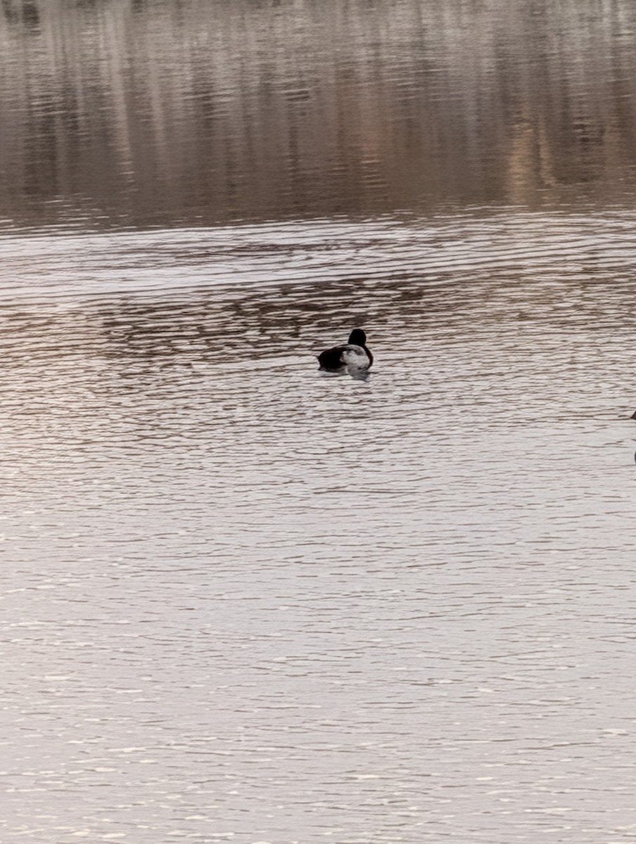Lesser Scaup - ML647198906