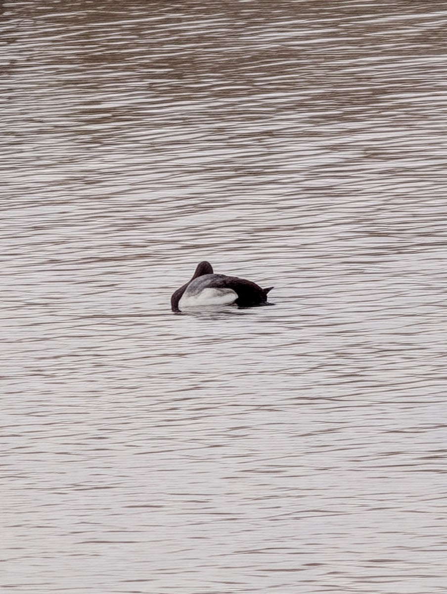 Canvasback - ML647198907