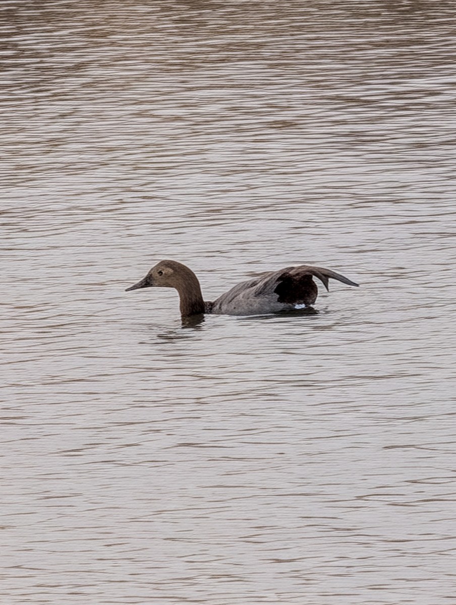 Canvasback - ML647198908