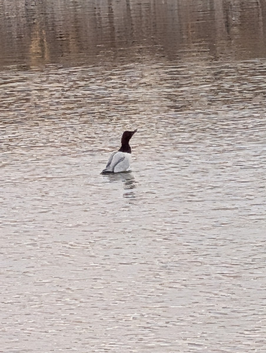 Canvasback - ML647198909