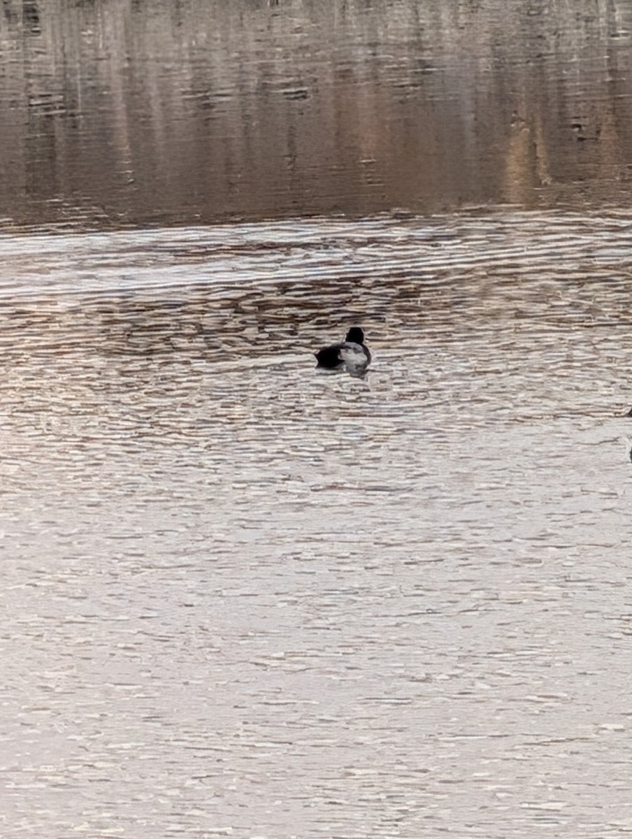 Canvasback - ML647198910