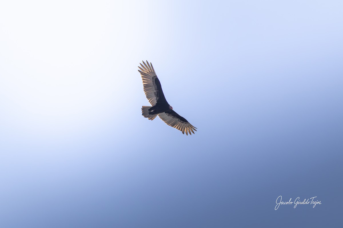 Turkey Vulture - ML647198912