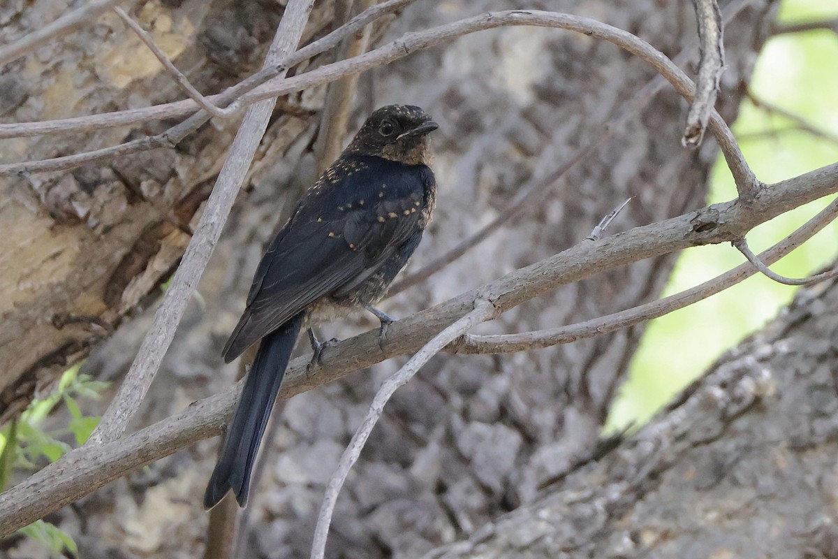Southern Black-Flycatcher - ML647198924