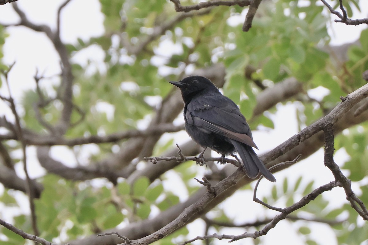 Southern Black-Flycatcher - ML647198925