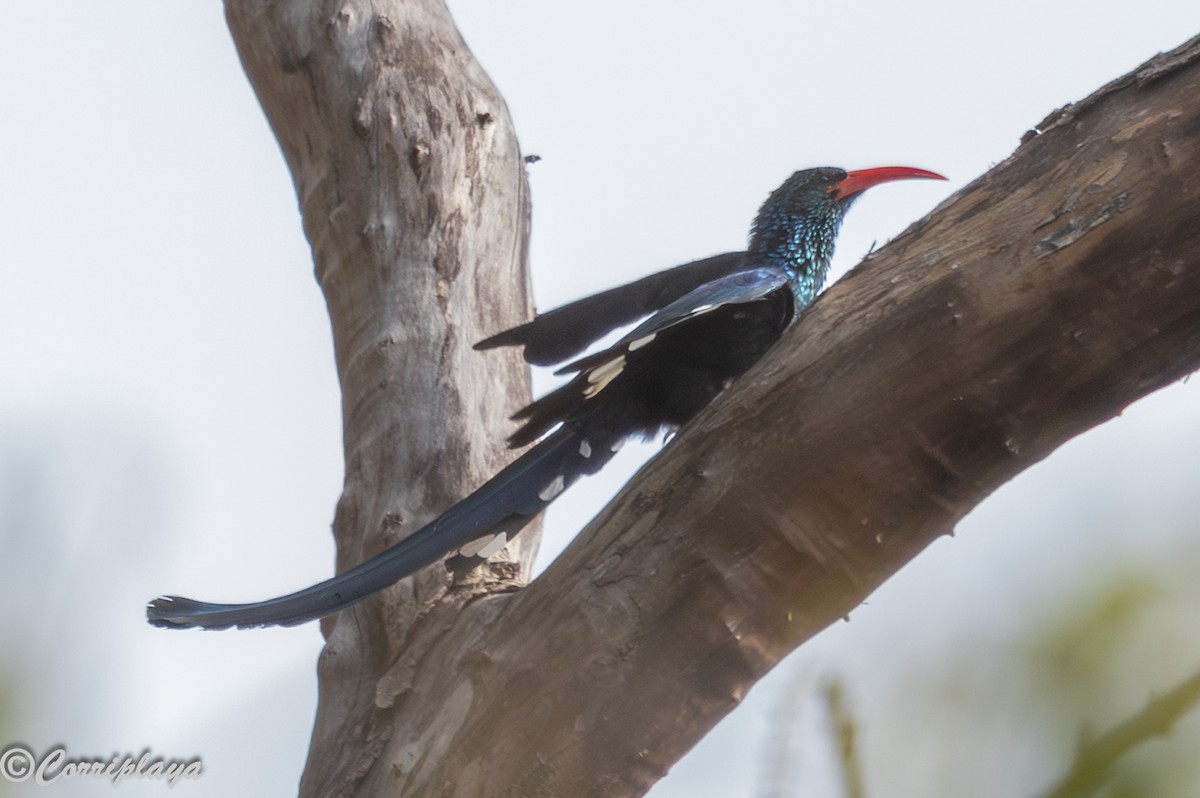 Green Woodhoopoe - ML647198933
