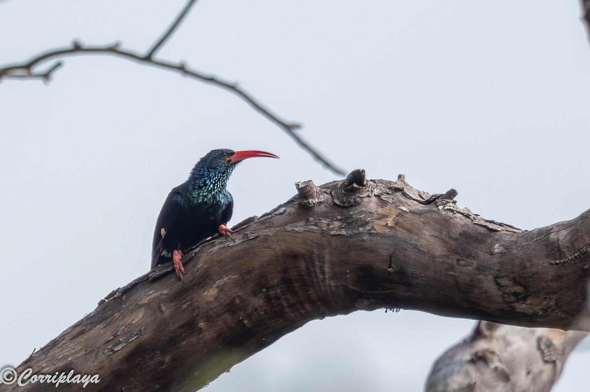 Green Woodhoopoe - ML647198934