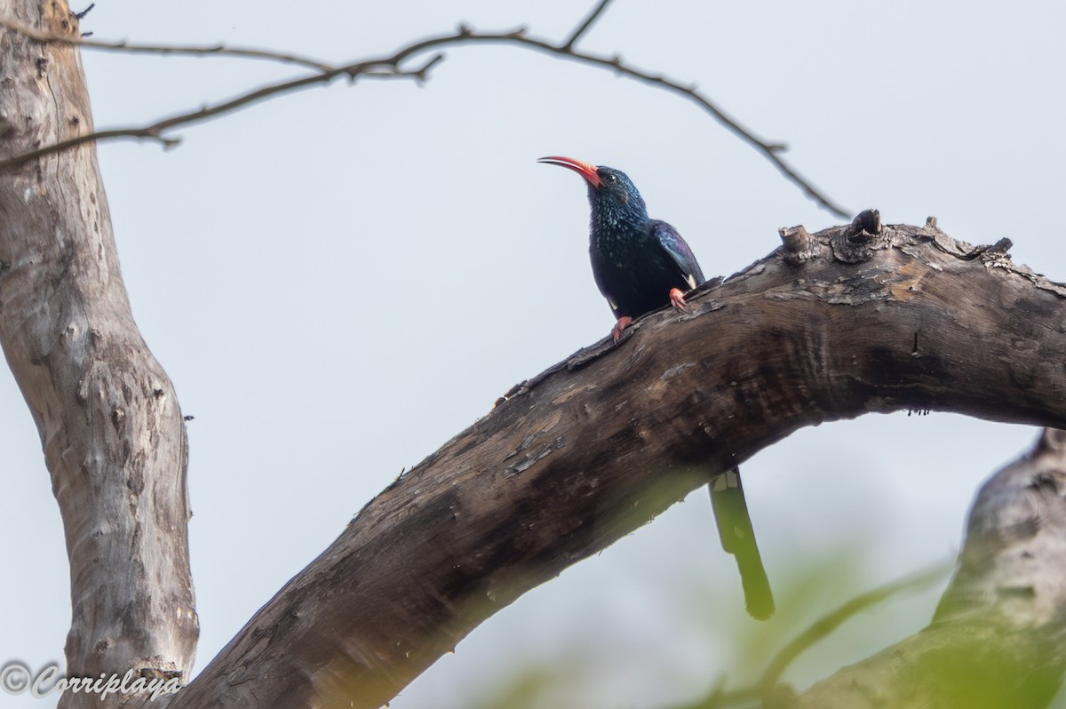 Green Woodhoopoe - ML647198935