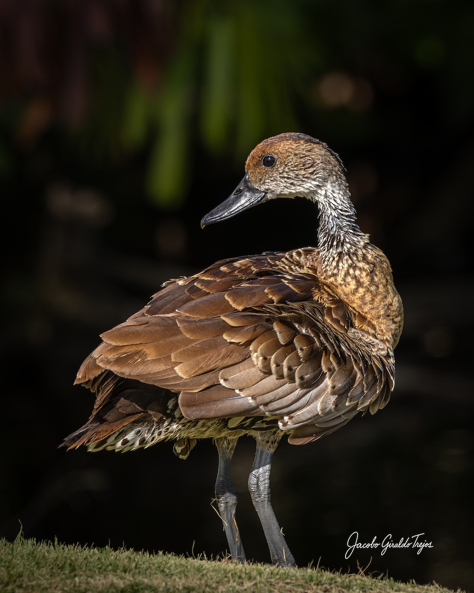 West Indian Whistling-Duck - ML647198937