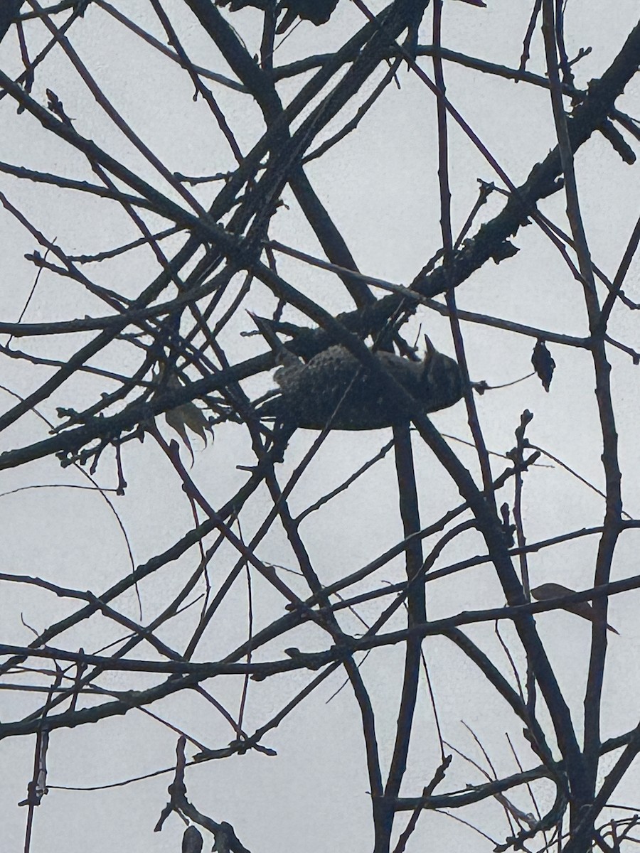 Nuttall's Woodpecker - ML647198939