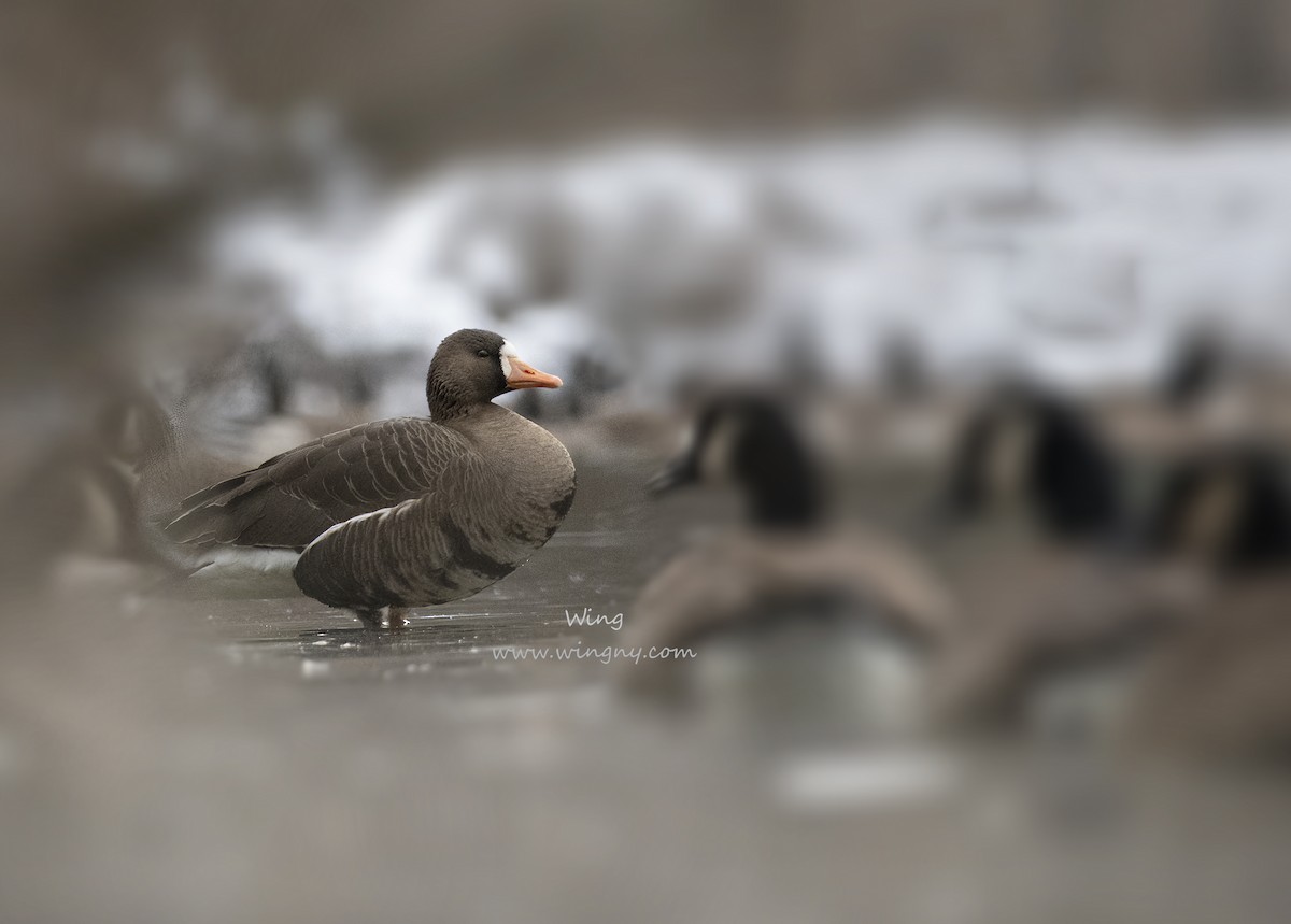 白額雁 - ML647198947