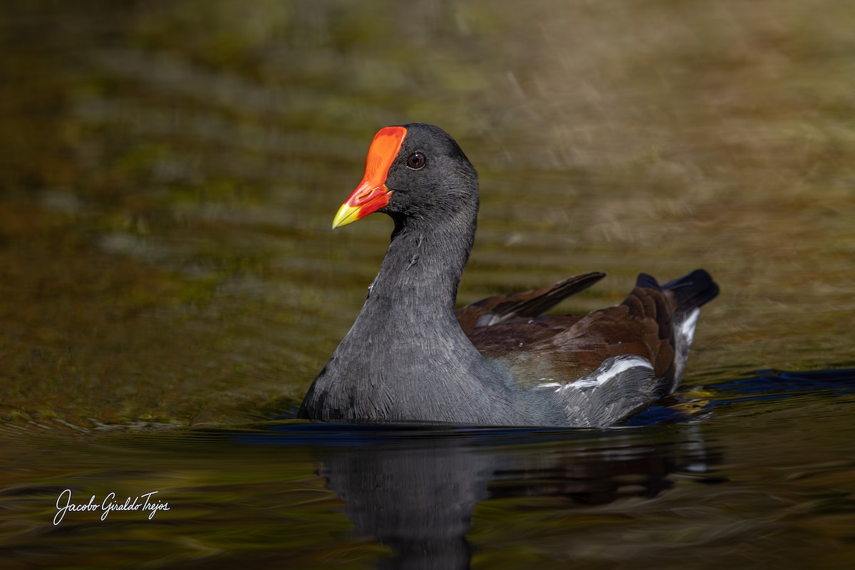 Common Gallinule - ML647198953