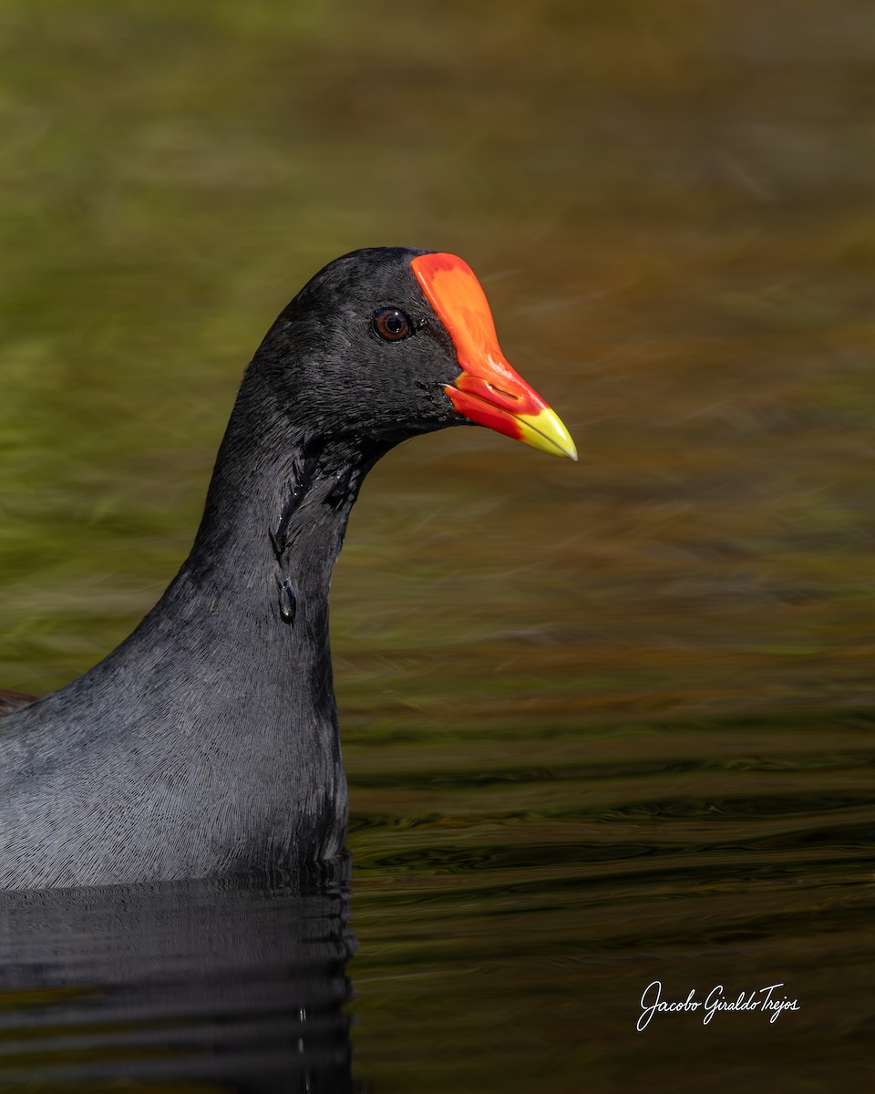 Common Gallinule - ML647198954
