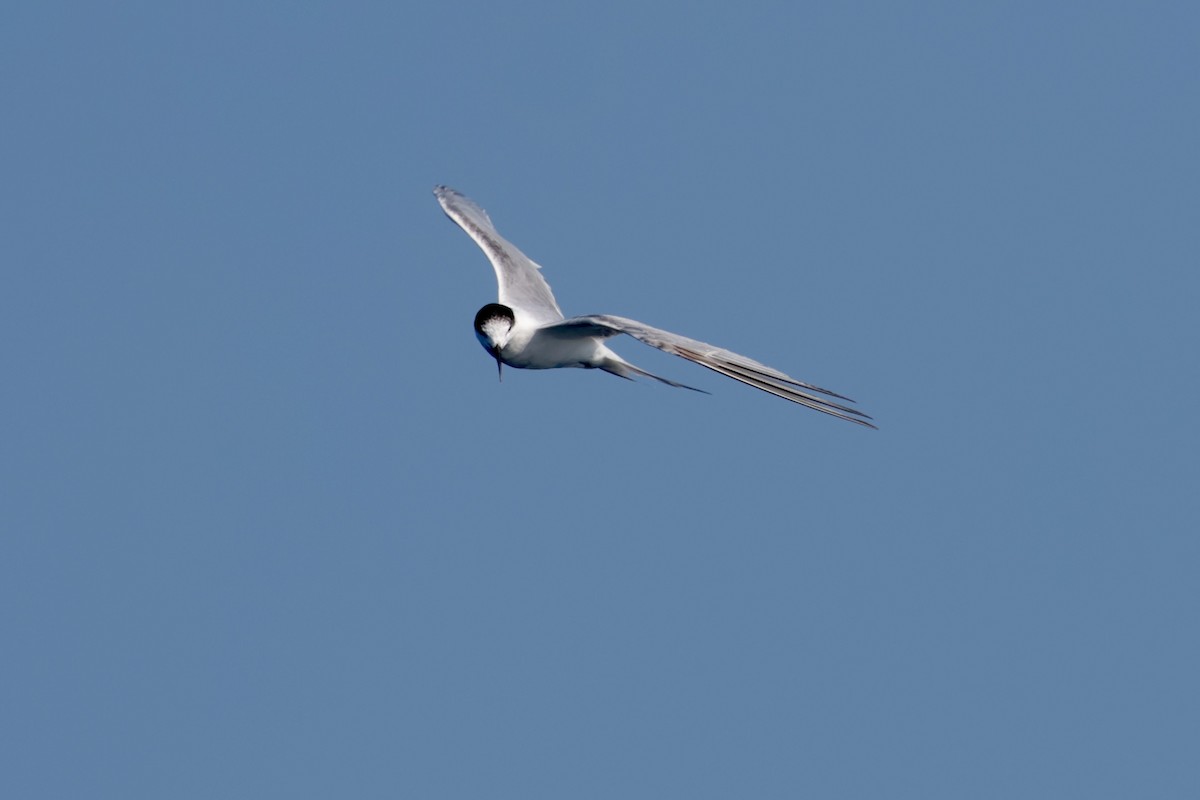 Common Tern - ML647198955
