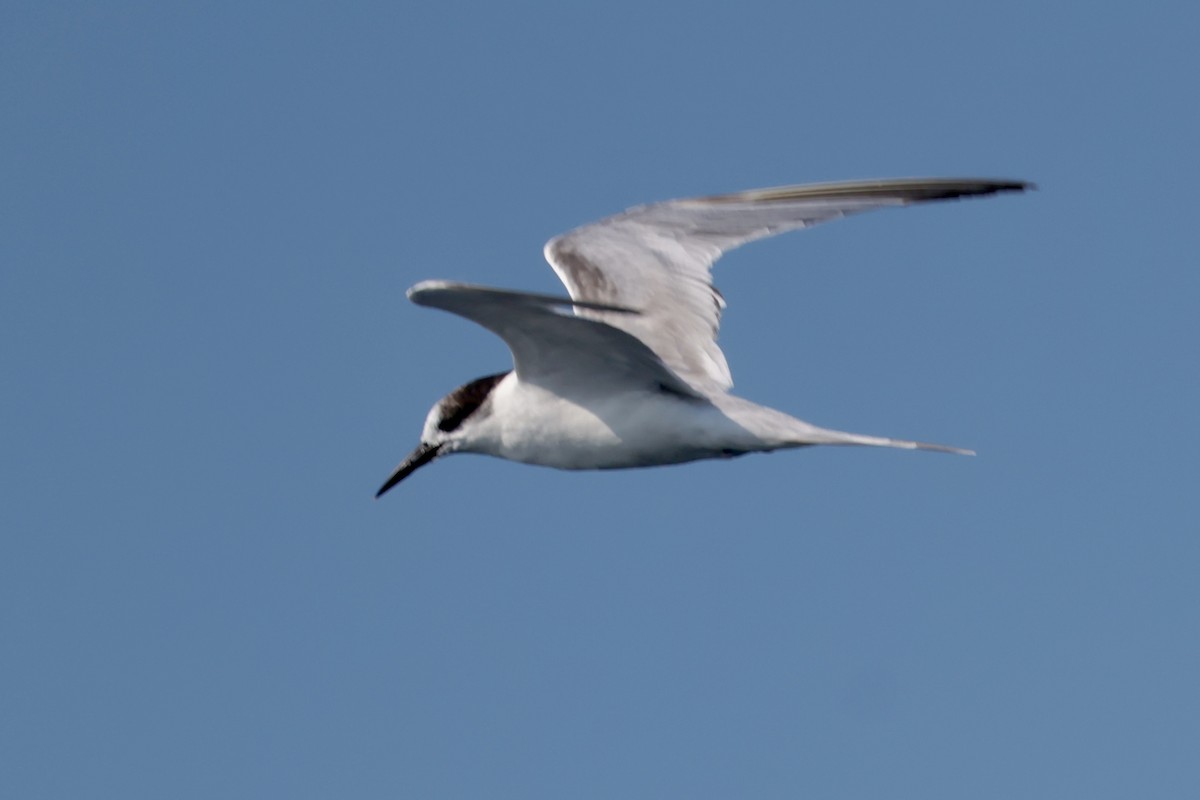 Common Tern - ML647198956