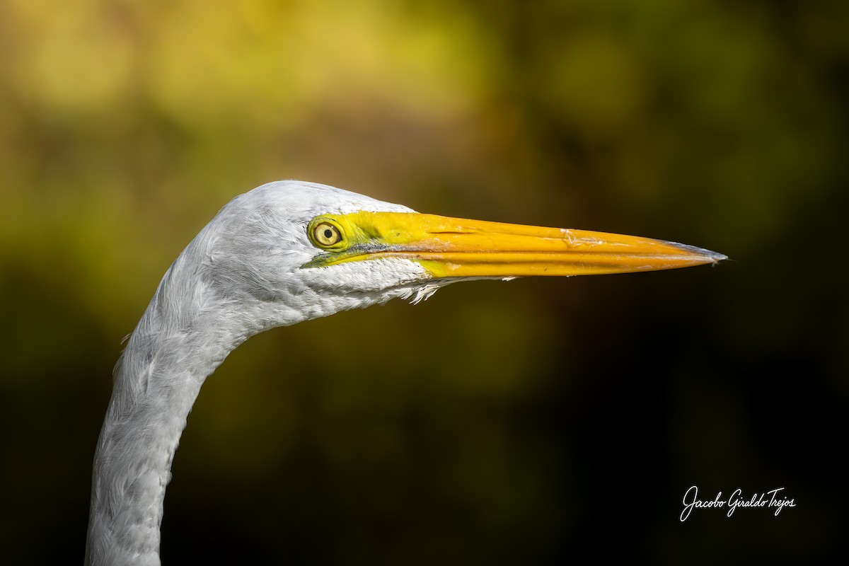 Airone bianco maggiore - ML647198960