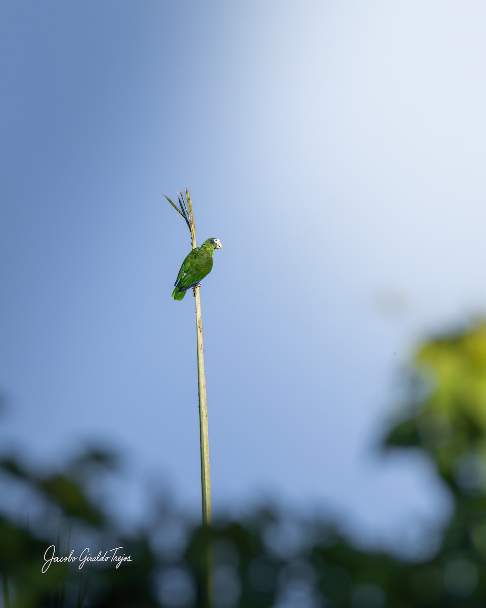 Hispaniolan Amazon - ML647198963