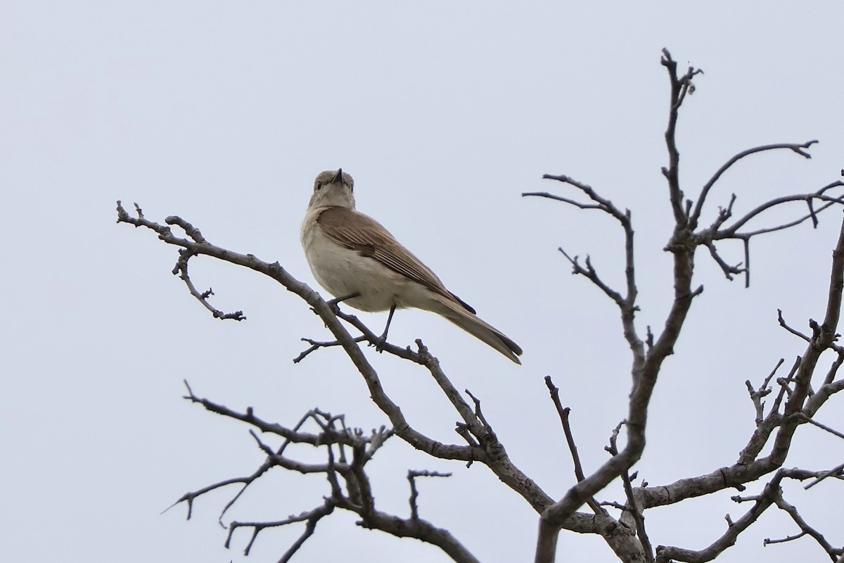 Pale Flycatcher - ML647198965