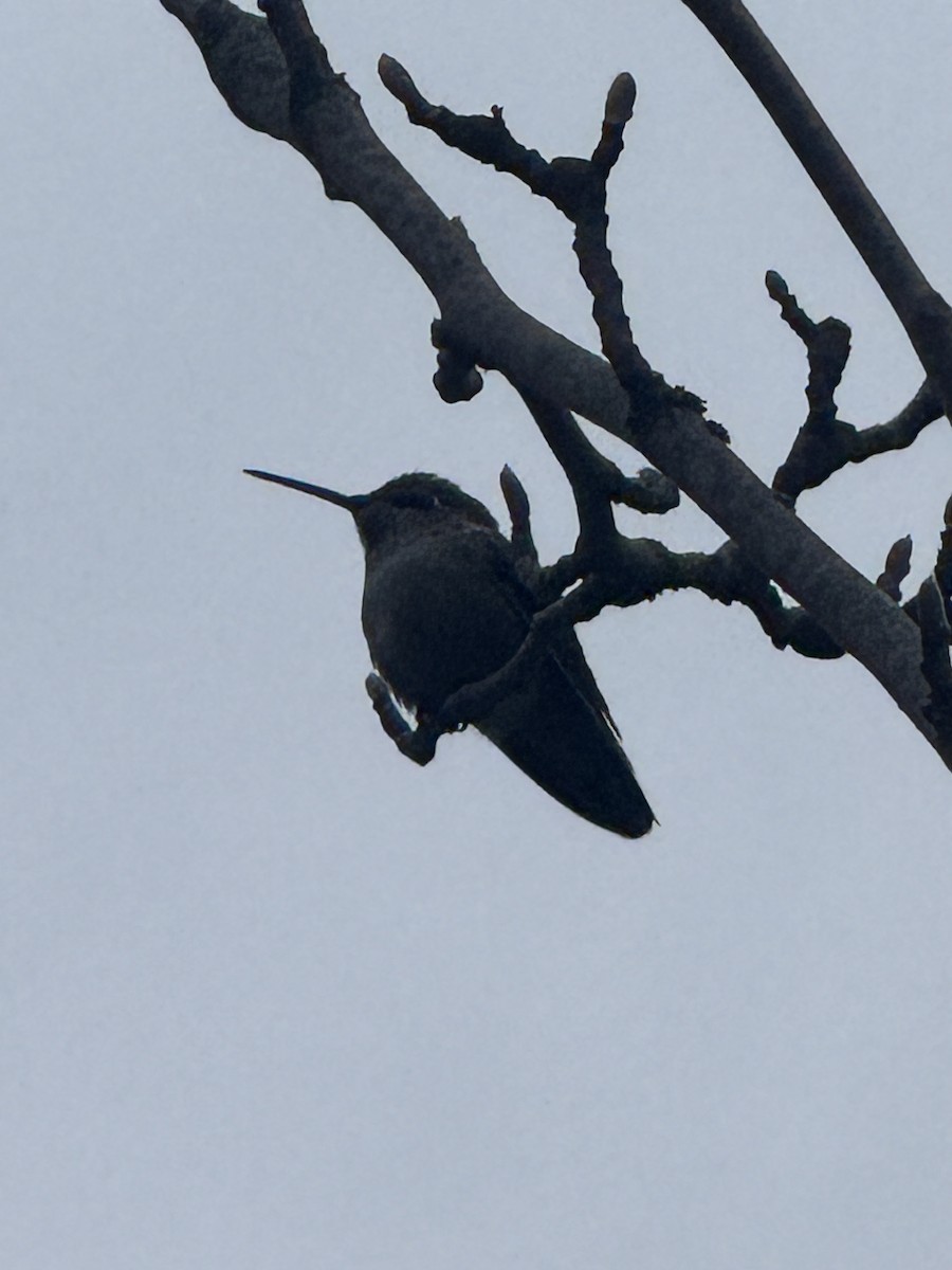 Anna's Hummingbird - ML647198967