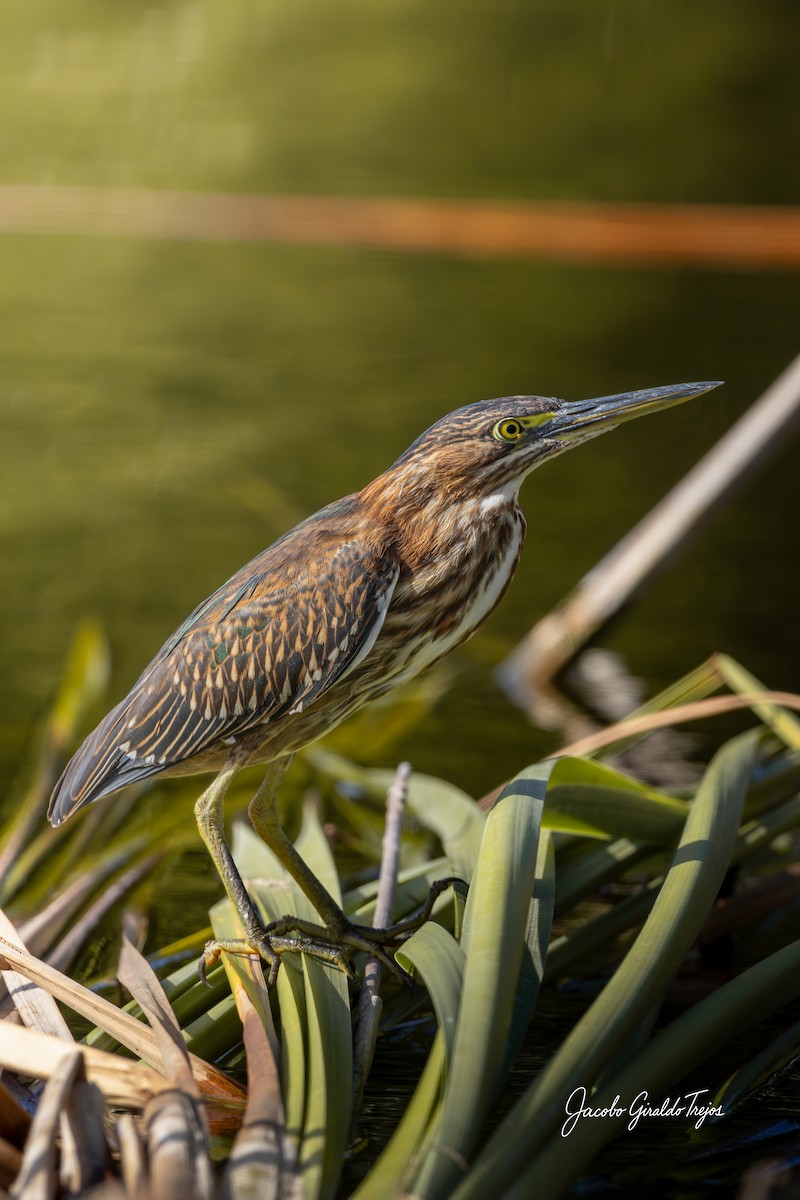 Airone verde - ML647198968