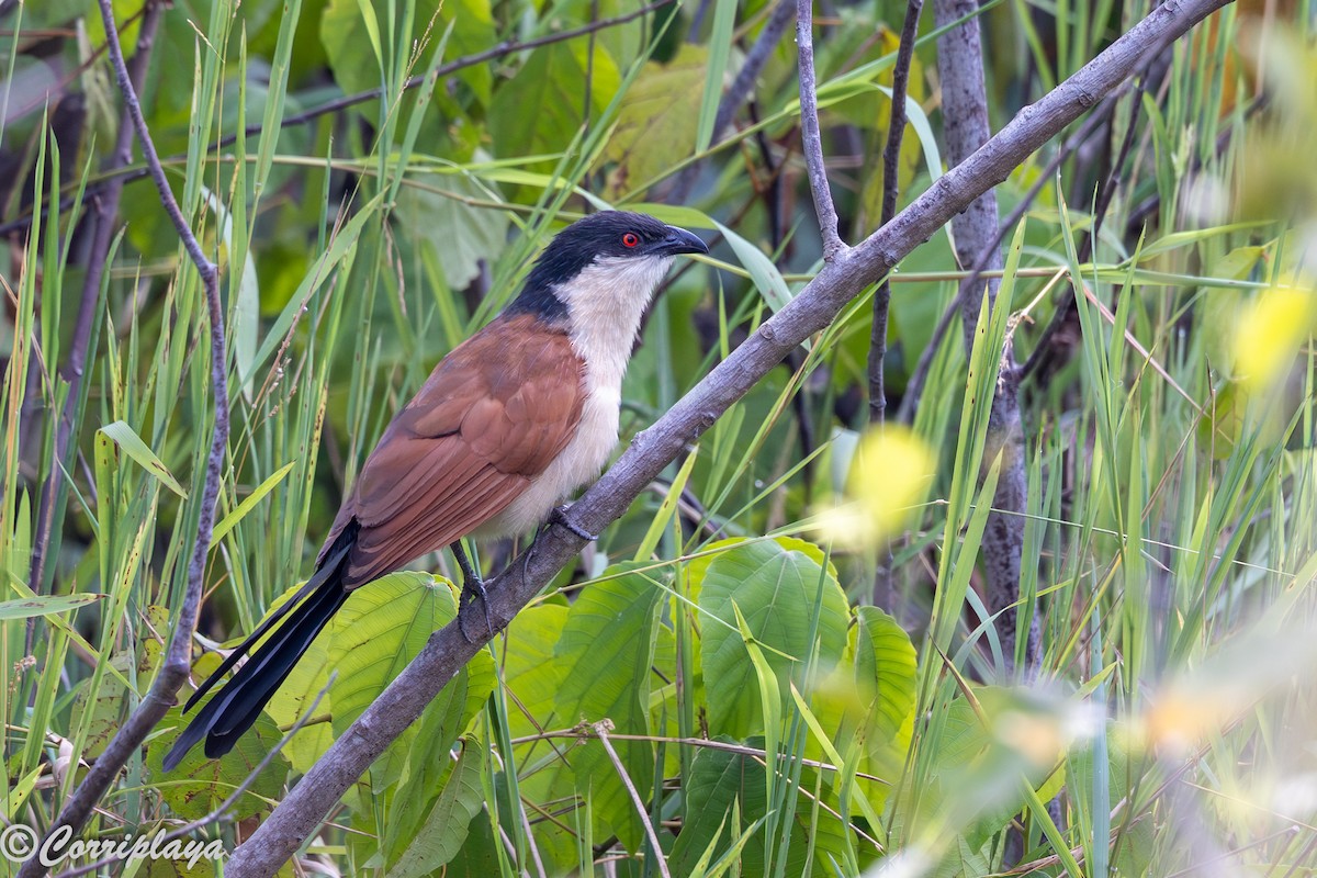 Senegal Coucal - ML647198970
