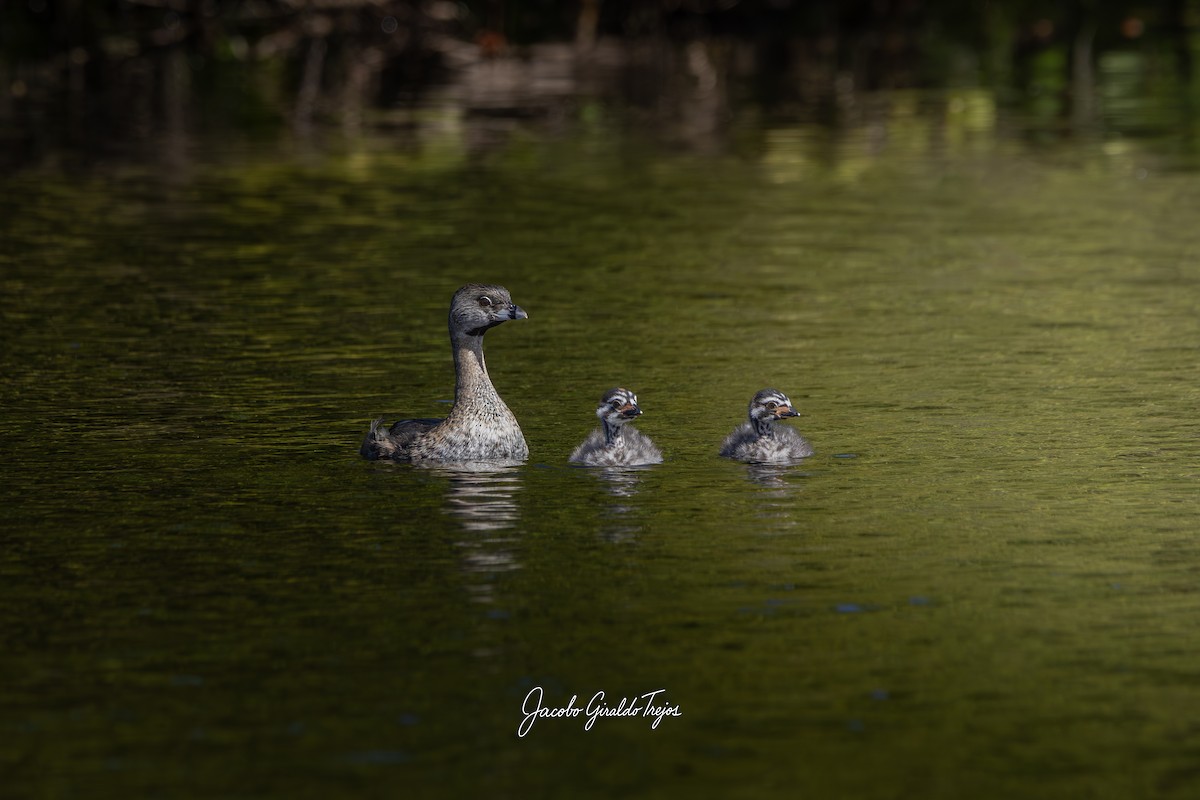 Pied-billed Grebe - ML647198971