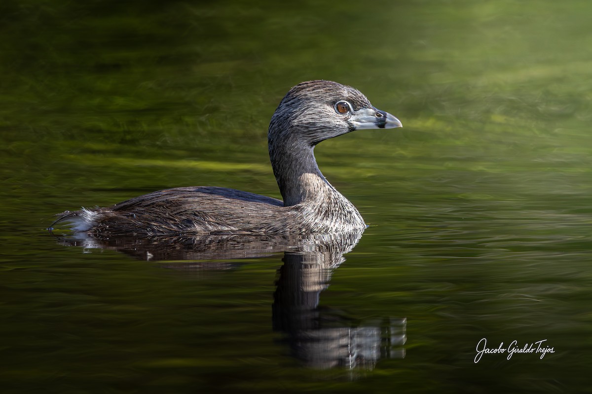 Pied-billed Grebe - ML647198972