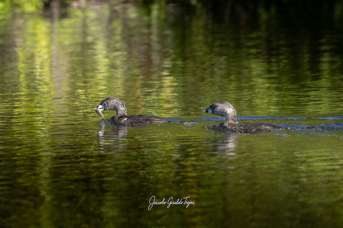 Pied-billed Grebe - ML647198973