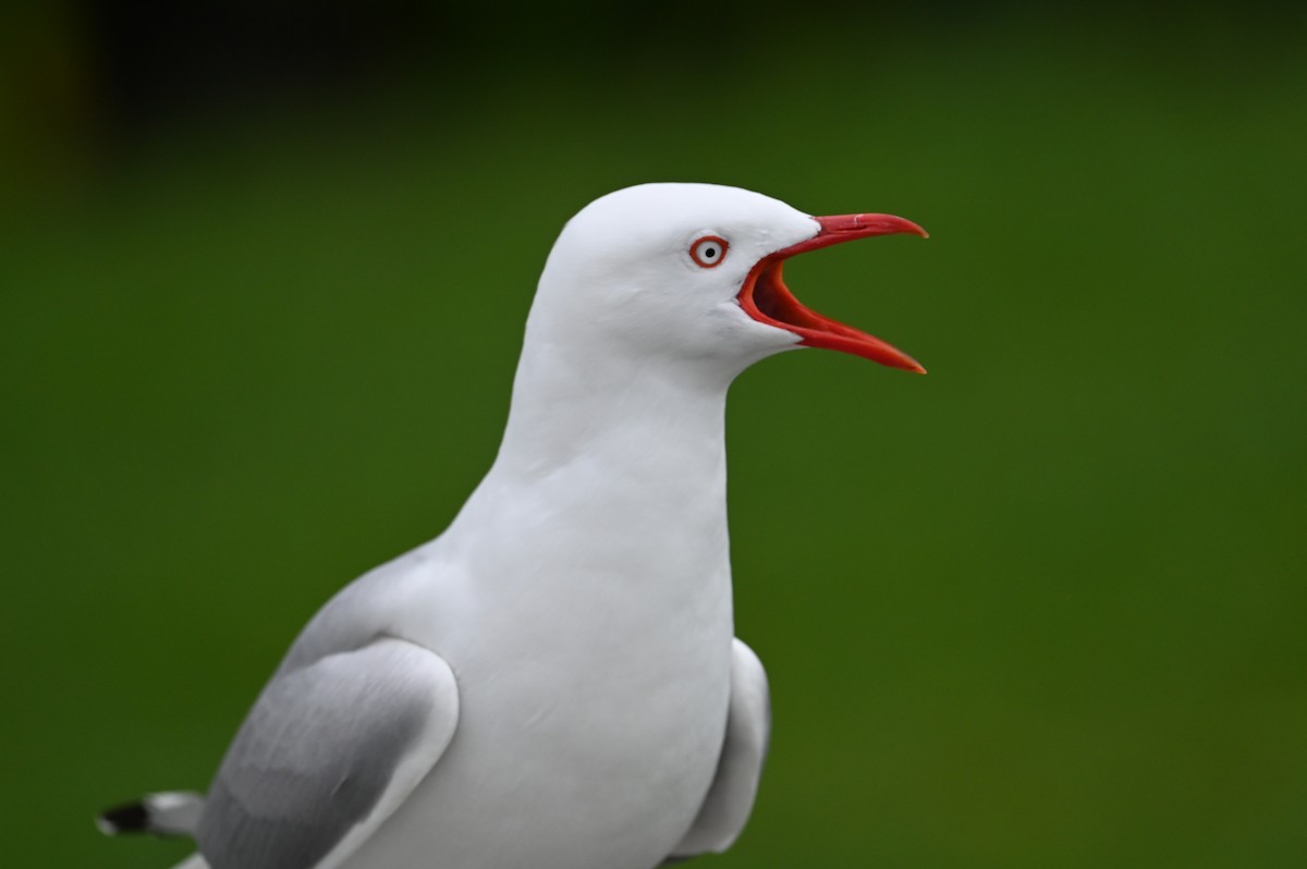 australmåke - ML647198980