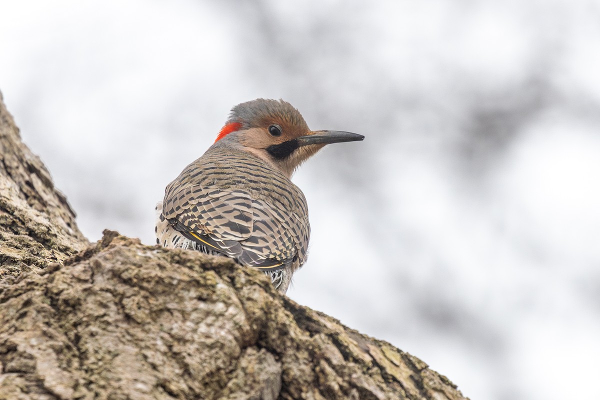 Northern Flicker - ML647198984