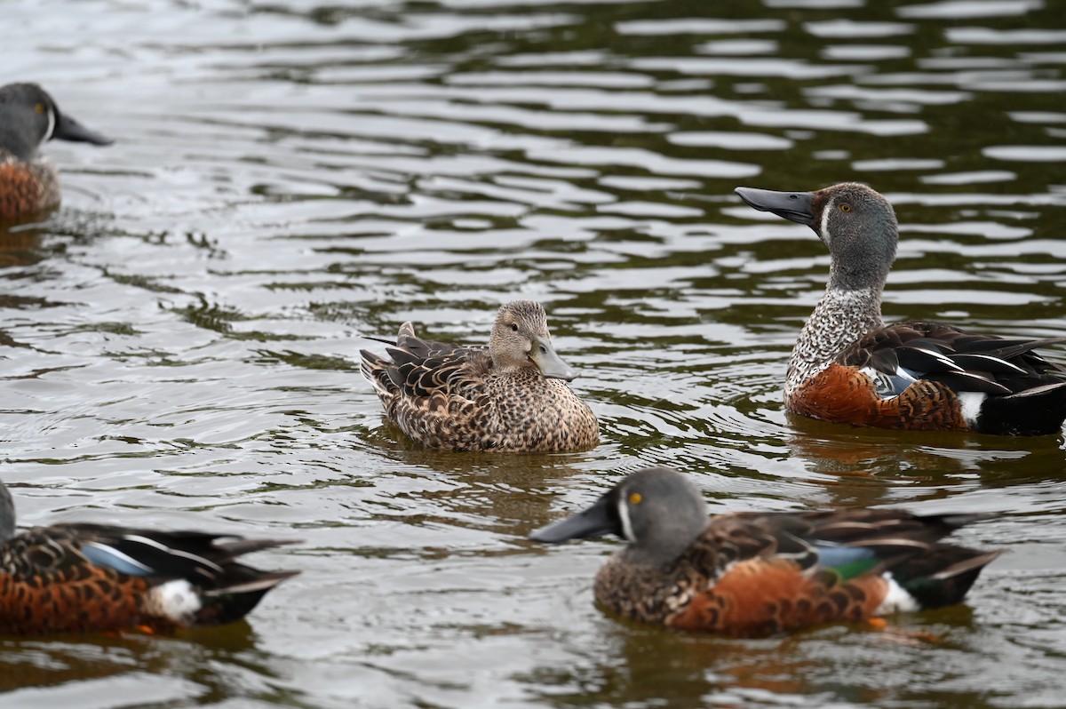 Canard bridé - ML647198985