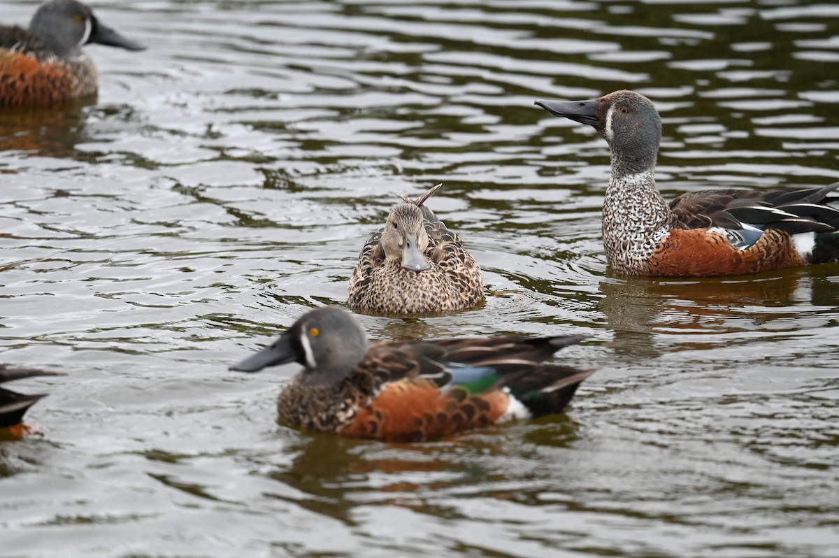 Canard bridé - ML647198986