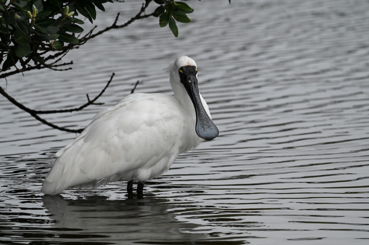 Косар королівський - ML647198988