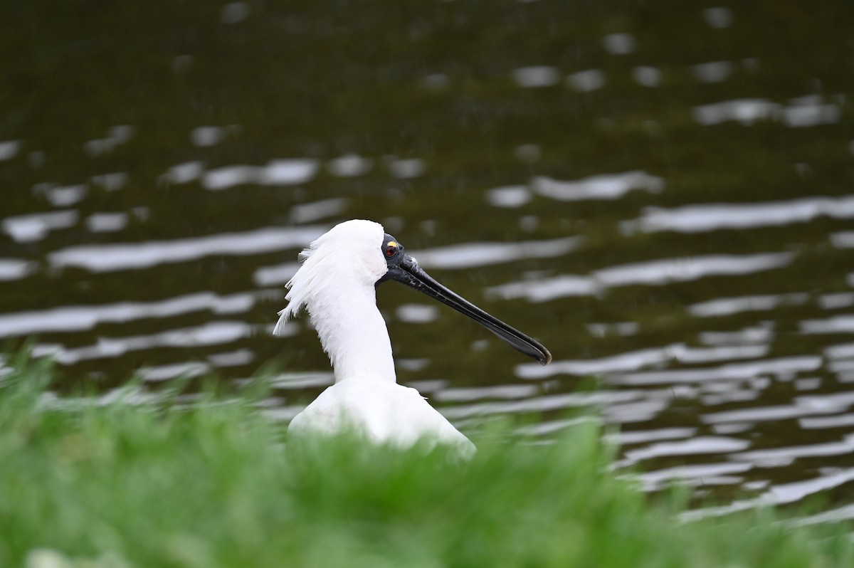 Косар королівський - ML647198989
