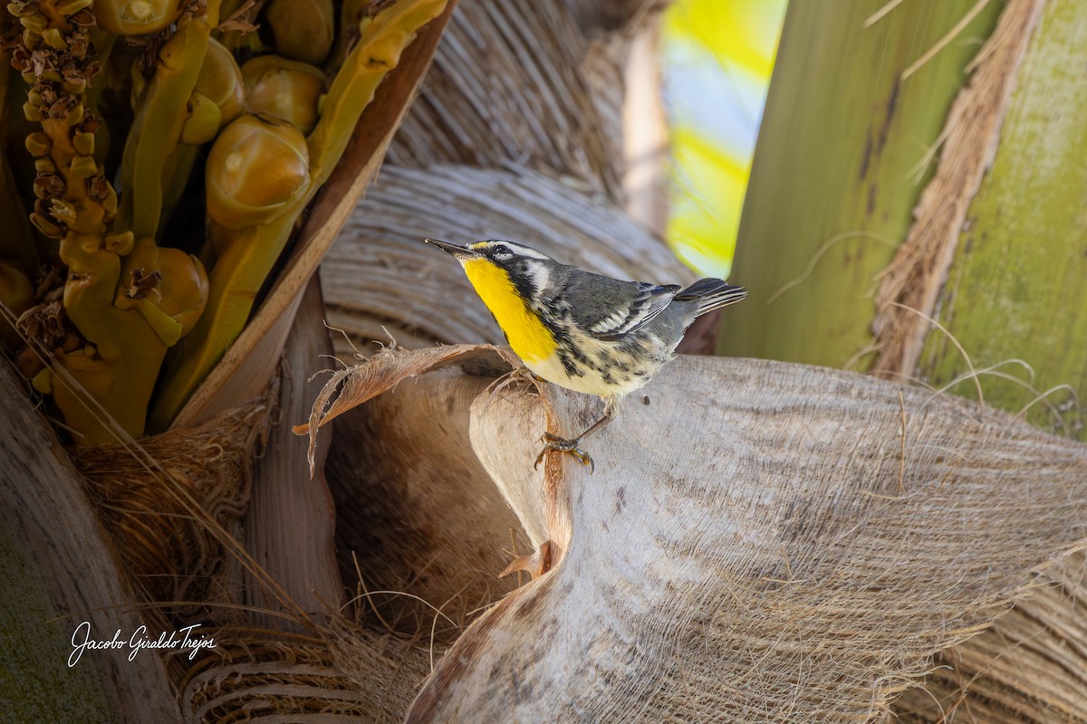 Yellow-throated Warbler - ML647198991